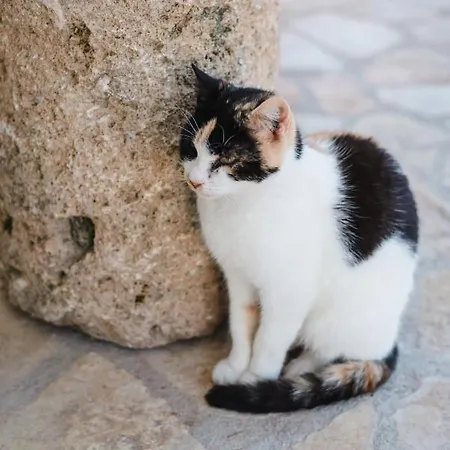 Nikos & Vassilis Kefalonia *